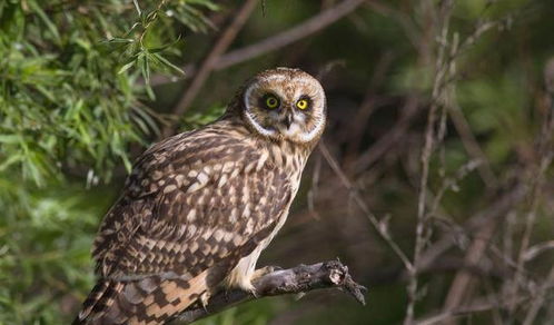 日本高溫致動物園貓頭鷹“癱”成網紅，萌態引發網友熱議