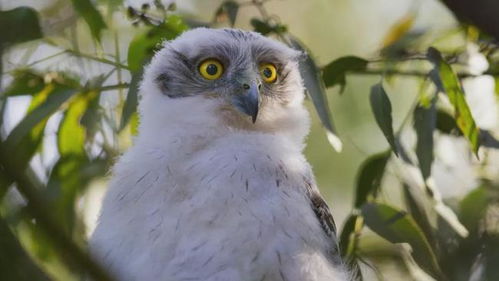 悉尼Chatswood驚現(xiàn)“貓頭鷹科技”疑云 一對貓頭鷹攪翻華人區(qū)，網(wǎng)友熱議背后真相