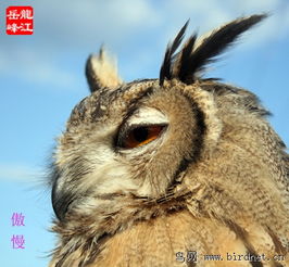 雕鸮的面部表情 黑龍江鳥網(wǎng)與貓頭鷹網(wǎng)絡科技的奇妙交匯